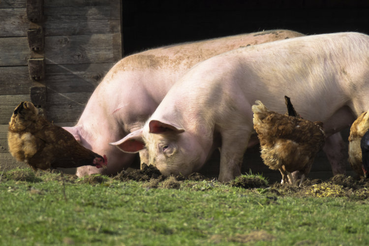 Erzeugnisse aus tierischen Nebenprodukten